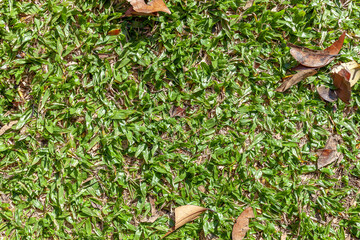 Typical Brazilian green grass with dry leaves. End of winter.
