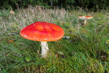 großer leuchtender Fliegenpilz in einer Wiese
