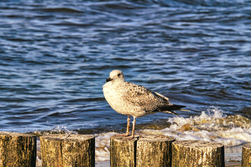 Seagull on the beach. Birds of the sea.