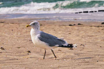 Seagull on the beach. Birds of the sea.