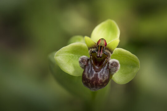 Macro shot of a beautiful bumblebee orchid, outdoors