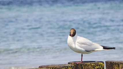 Seagull on the beach. Birds of the sea.