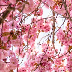 Cherry Blossom, Japan, Pink