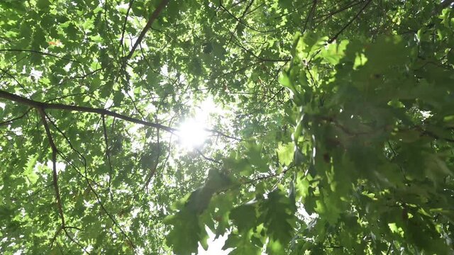 Foresta in 4k 