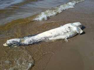 A huge catfish washed up on the sandy shore of the Volga