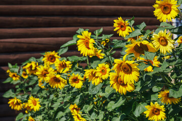 Yellow sunflowers against a wall of brown logs. Rural landscape on a warm summer day. Landscaping of the yard with large plants.
