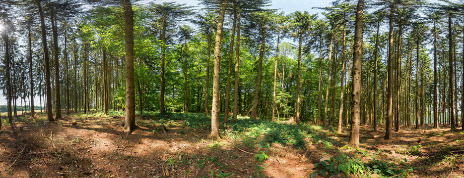 Panoramaaufnahme im Wald