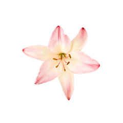 Obraz na płótnie Canvas large lily flower of gentle pink color isolated on white background. for the design of posters, websites, brochures and business cards