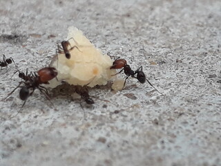 ants on the ground