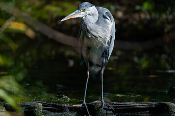 great blue heron