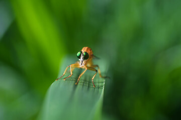 Beautiful yellow insects on the grass.