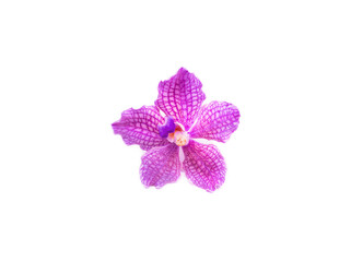 Obraz na płótnie Canvas a delicate scarlet pink flower phalaenopsis orchid isolated on white background.