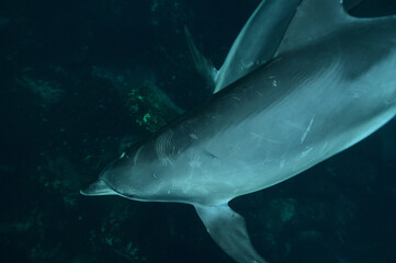 海中を泳ぐ御蔵島のミナミハンドウイルカ