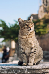 Naklejka na ściany i meble The cat on the ruins in Ephesus 