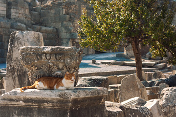 The cat on the ruins in Ephesus 