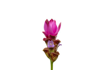 Siam Tulip isolated on white background
