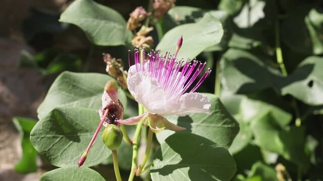 Purple and white flower of caper.mov
