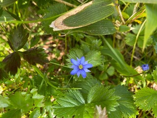 ミヤマリンドウ