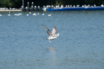 seagull in the water