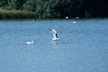 seagull on the water