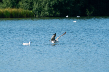 gull in the lake