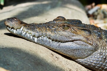 Freshwater crocodile ( Crocodylus mindorensis ) living in Philippine.