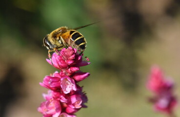 Biene auf einer rosa Kron-Rhabarberblüte