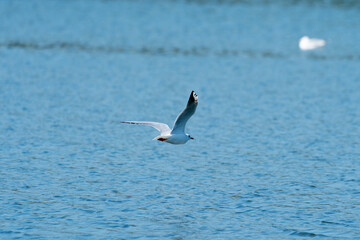 seagull in flight