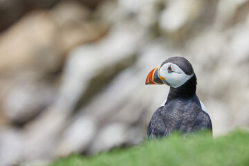 puffin standing on a rock cliff . fratercula arctica