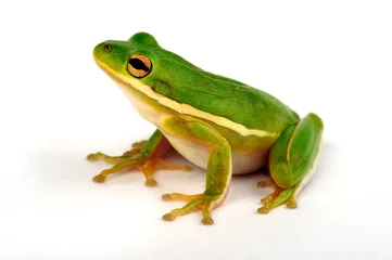 Poster American green tree frog // Karolina-Laubfrosch (Dryophytes cinereus) © bennytrapp