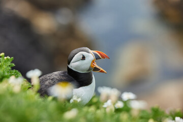 puffin standing on a rock cliff . fratercula arctica