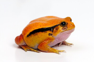 False tomato frog, the Sambava tomato frog // Gefleckter Tomatenfrosch, Südlicher Tomatenfrosch (Dyscophus guineti)