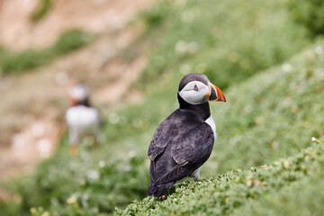 puffin standing on a rock cliff . fratercula arctica