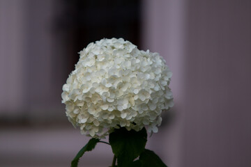A white flower against the backdrop of a building © Juliusz
