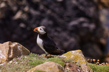 puffin standing on a rock cliff . fratercula arctica