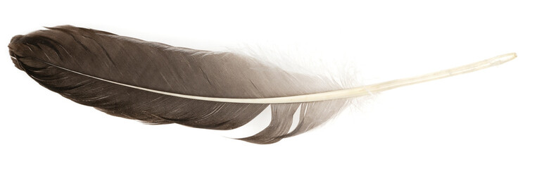 Natural bird feathers isolated on a white background. Big goose feathers.