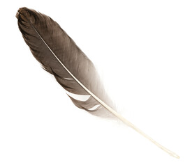 Natural bird feathers isolated on a white background. Big goose feathers.