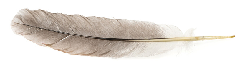 Natural bird feathers isolated on a white background. Big goose feathers.