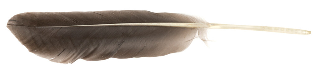 Natural bird feathers isolated on a white background. Big goose feathers.