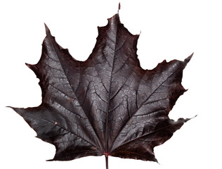 Naklejka premium a large red maple leaf lying on a white background
