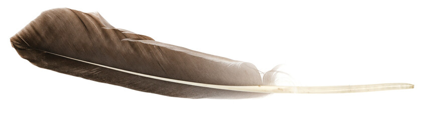 Natural bird feathers isolated on a white background. Big goose feathers. © Илья Подопригоров