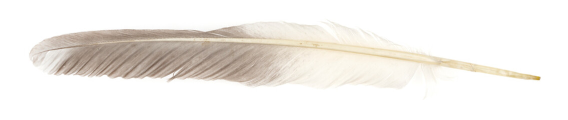 Fototapeta na wymiar Natural bird feathers isolated on a white background. Big goose feathers.