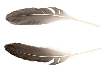 Natural bird feathers isolated on a white background. Big goose feathers.