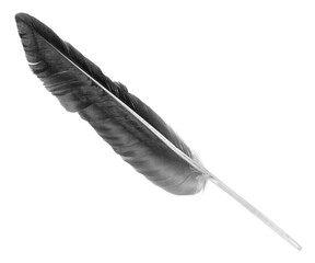 Natural bird feathers isolated on a white background. Black big goose feathers.