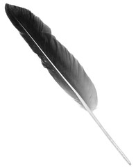 Natural bird feathers isolated on a white background. Black big goose feathers.