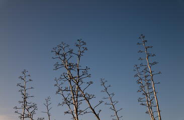 Landscape of agave plants in Cabo de Gata Nature Park, Spain