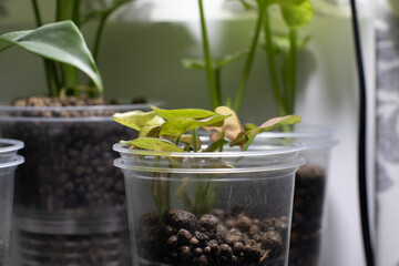 syngonium red heart otherwise known as neon robusta
