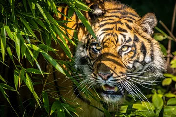Zelfklevend Fotobehang tiger walking through the jungle © Ralph Lear