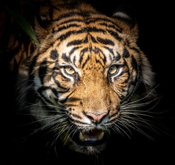 portrait of a tiger on a black background