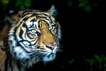 Portrait of a young tiger in the jungle
